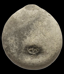 Echinocorys obliqua -peristomial plates