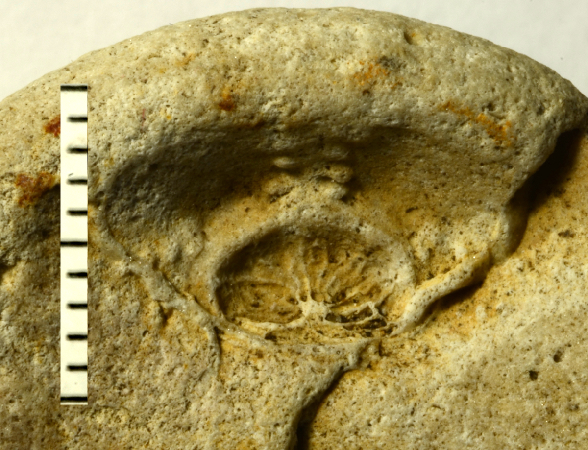 Echinocorys sulcatus-peristomialplader