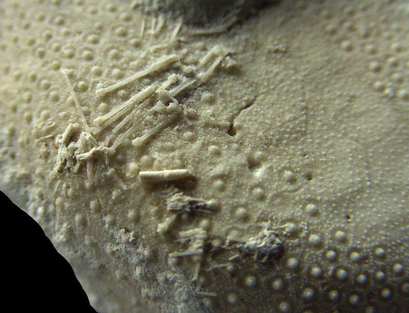 Echinocorys obliqua, pigge