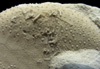 Echinocorys obliqua pigge