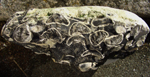 Echinocorys obliqua - massevis optrden
