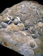 Echinocorys obliqua masseoptrden, Tarup-Davinde