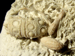 Tylocidaris oedumi