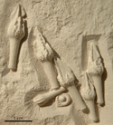 Tylocidaris aff. bruennichi