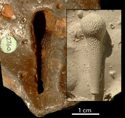 Tylocidaris aff. oedumi