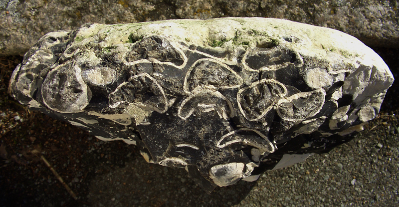 Echinocorys obliqua - massevis optræden
