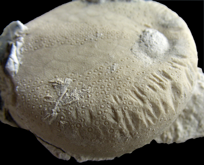 Echinocorys med bidespor