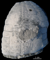 Echinocorys sp. Gundstrup Blokke