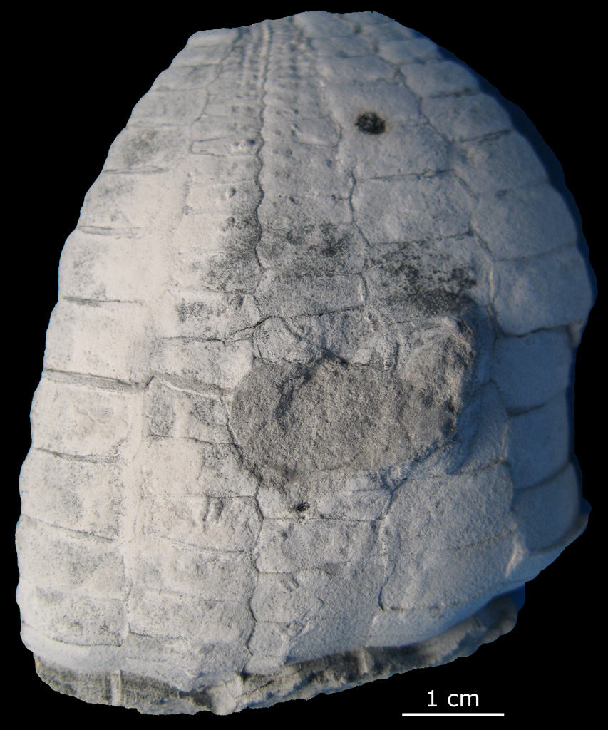 Echinocorys sp. Gundstrup-blok Fyn