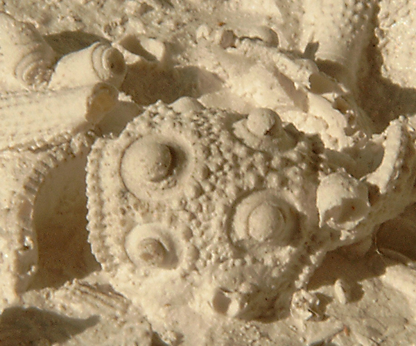 Tylocidaris rosenkrantzi